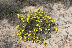 Hibbertia hypericoides
