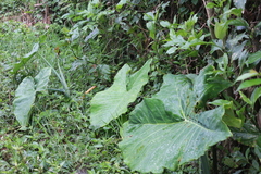 Xanthosoma sagittifolium