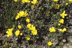 Hibbertia hypericoides