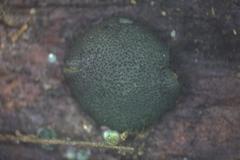 Trichoderma lixii