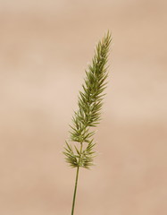 Anthoxanthum dregeanum