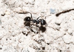 Notoncus ectatommoides