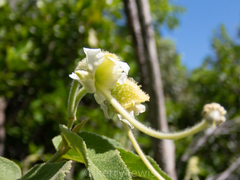 Helicteres jamaicensis
