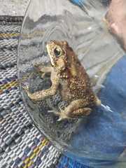 Duttaphrynus melanostictus
