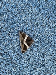 Bastilla crameri