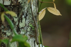 Sphenomorphus sanctus