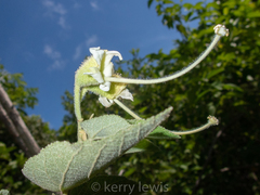 Helicteres jamaicensis