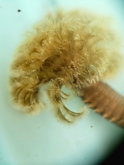 Schizobranchia insignis