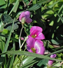 Oxalis hispidula