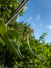 Helicteres jamaicensis