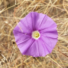 Ipomoea ternifolia