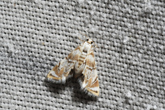 Eoparargyractis plevie