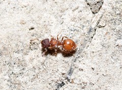 Meranoplus puryi