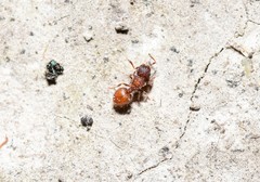Meranoplus puryi