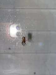 Araneus pegnia