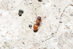Meranoplus puryi