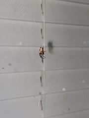 Araneus pegnia