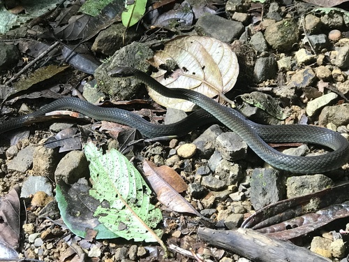 Photo of a Cope's Forest Racer (Dendrophidion paucicarinatum)