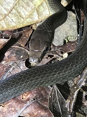 Dendrophidion paucicarinatum