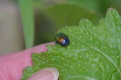 Chrysolina auripennis