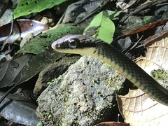 Dendrophidion paucicarinatum