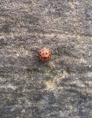 Henosepilachna vigintioctopunctata