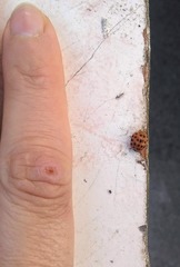 Henosepilachna vigintioctopunctata