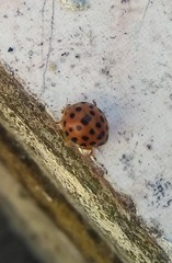 Henosepilachna vigintioctopunctata