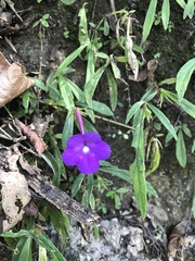 Achimenes cettoana