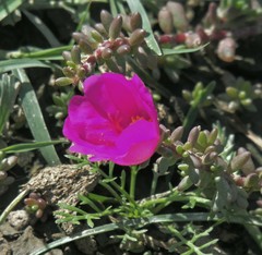 Portulaca gilliesii