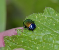 Chrysolina auripennis