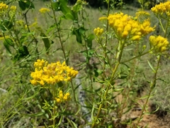 Solidago nitida