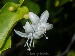 Jacquemontia havanensis