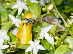 Jacquemontia havanensis