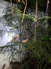 Polypedates leucomystax