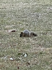 Sciurus niger