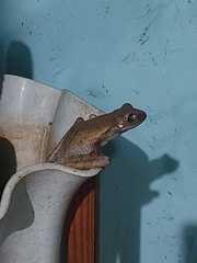 Polypedates leucomystax