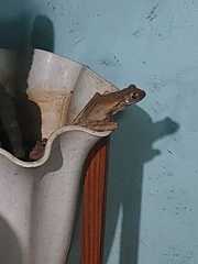 Polypedates leucomystax