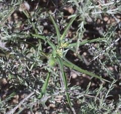 Euphorbia exstipulata