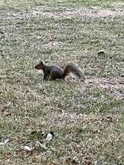 Sciurus niger
