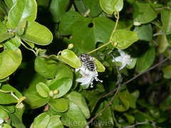 Jacquemontia havanensis