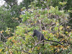 Trachypithecus auratus