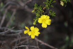Hibbertia hypericoides hypericoides