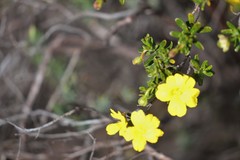 Hibbertia hypericoides hypericoides