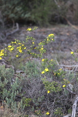 Hibbertia hypericoides hypericoides