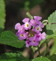 Lantana megapotamica