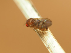 Drosophila tripunctata