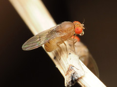 Drosophila tripunctata