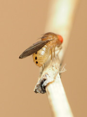 Drosophila tripunctata