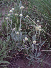 Pfaffia gnaphalioides